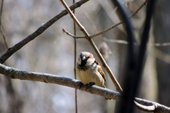house sparrow