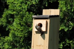 house wren