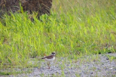 killdeer