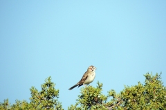 lark sparrow