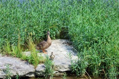 mallard duck