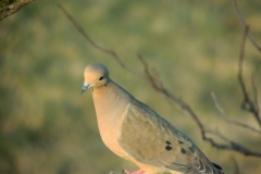 mourning dove