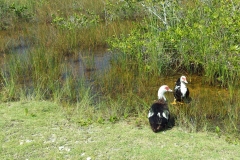 muscovy duck