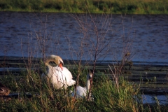 mute swan