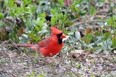 2018-may_43995662620_o