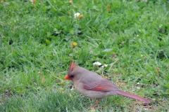 2020-may_49886908383_o