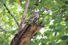 northern flicker