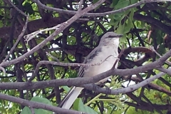 northern mockingbird