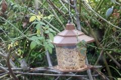 oak titmouse