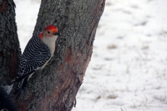 red-bellied woodpecker