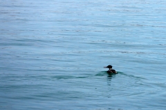 red-breasted merganser