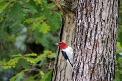 red-headed woodpecker