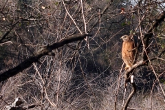 red-shouldered hawk