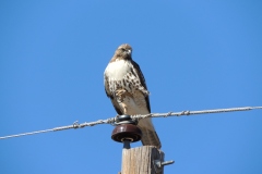 red-tailed hawk