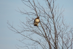 2013-march_8602353387_o