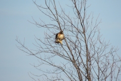 2013-march_8603453872_o