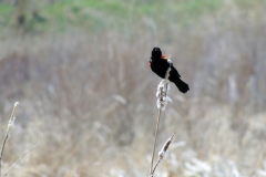 red-winged blackbird