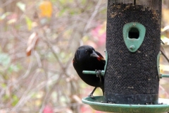 2015-october_22578341255_o