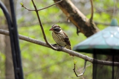 2018-may_45763141502_o