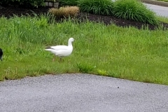 ross's goose