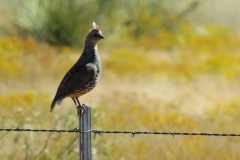 scaled quail