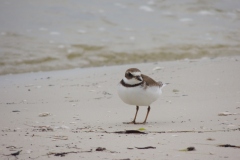 semipalmated plover