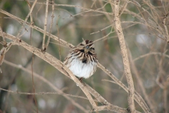 song sparrow