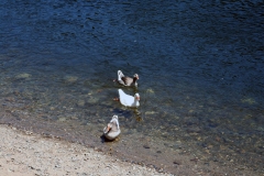 2009-june_3663911985_o