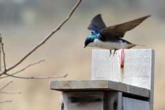 tree swallow