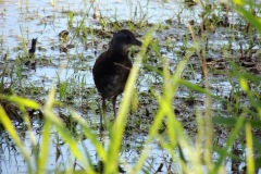 virginia rail