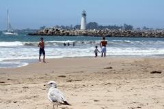 western gull