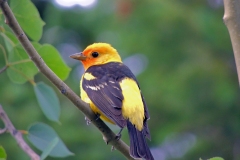 western tanager
