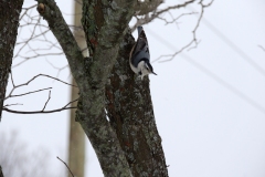 2013-march_8602401533_o