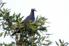 white-crowned pigeon