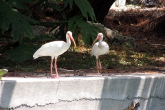 white ibis