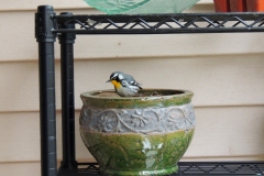 2018-april_41351637854_o