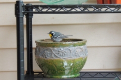 2018-april_41351639864_o
